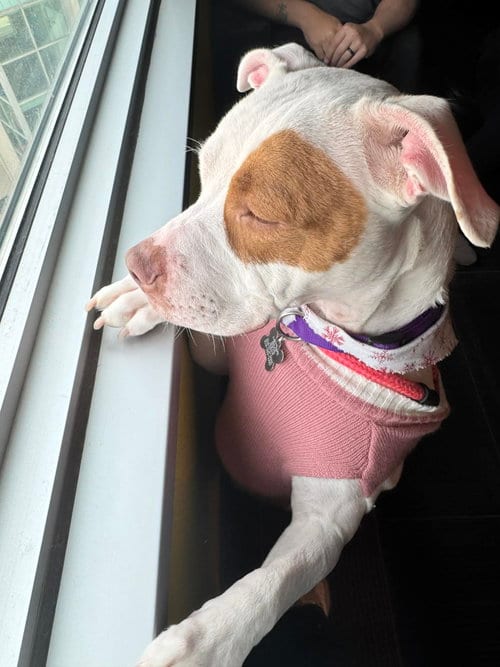 Photo of Stevie, adoptable Pit Bull Terrier in Cedar Rapids, Iowa