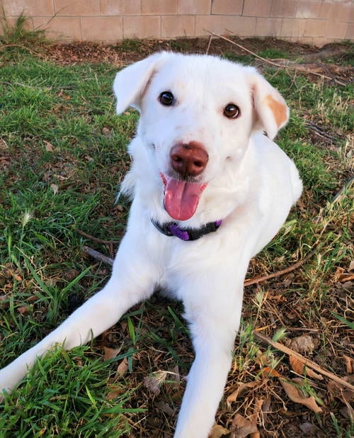Photo of Keira, adoptable Labrador Retriever in Temecula, California