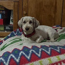 Photo of Albert, adoptable Aussiedoodle in Southington, Connecticut