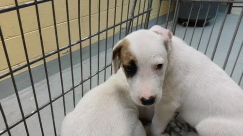 Photo of Sprout, adoptable Labrador Retriever in Tulsa, Oklahoma