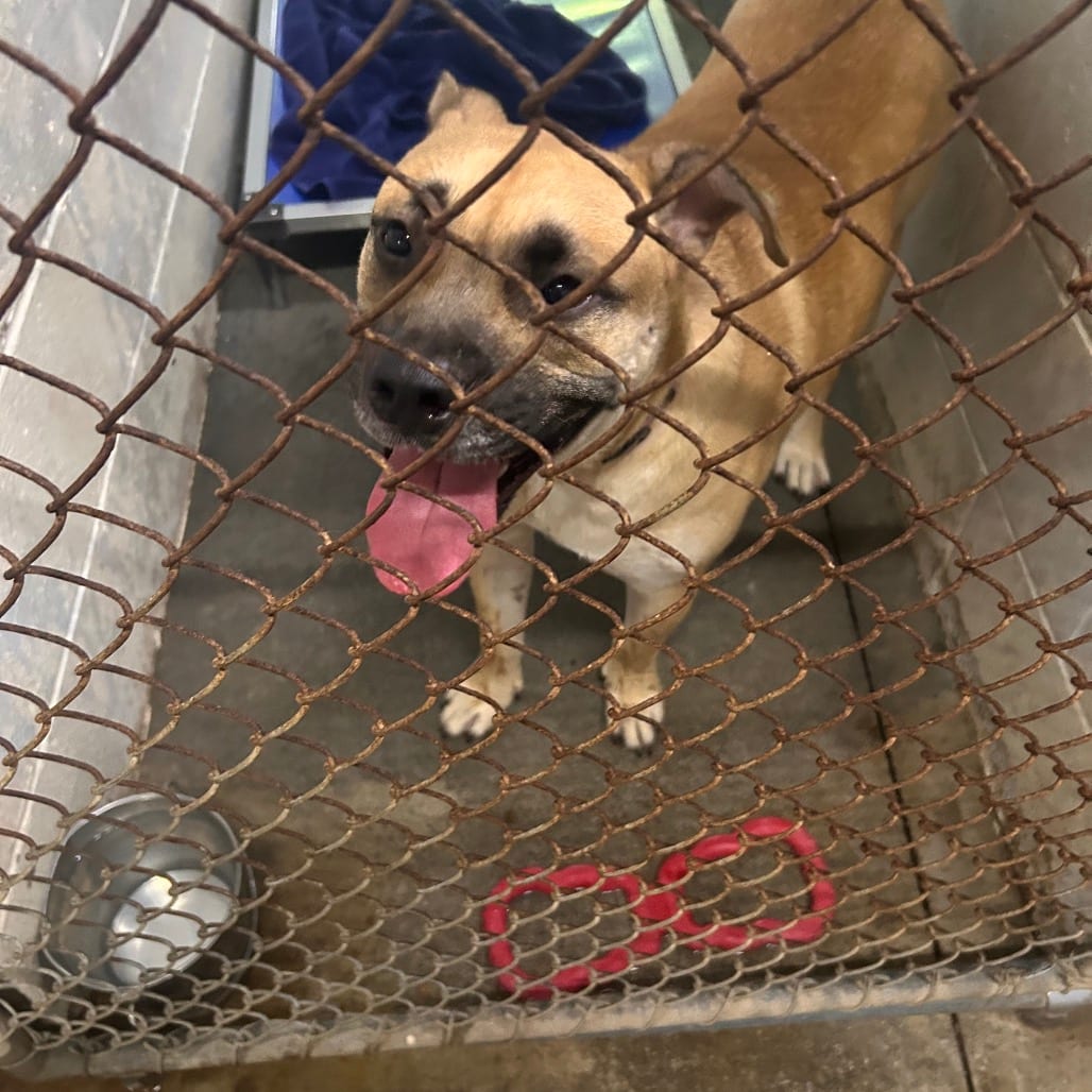Photo of Bear, adoptable Mixed Breed (Medium) in Summerville, South Carolina