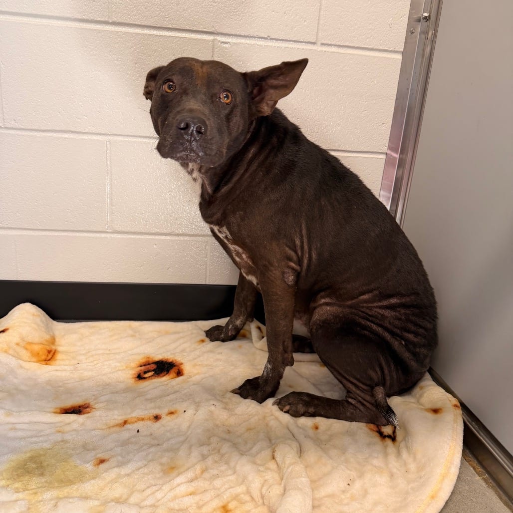 Photo of Deviled Eggs, adoptable Terrier, American Staffordshire in Spartanburg, South Carolina
