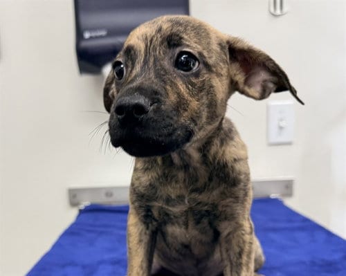 Photo of Tate, adoptable Labrador Retriever in San Clemente, California