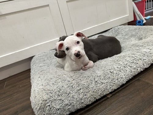 Photo of Piglet, adoptable Terrier in Plainfield, Illinois
