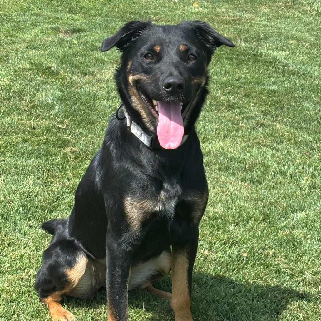 Photo of Kira, adoptable Mixed Breed (Large) in Medford, Oregon