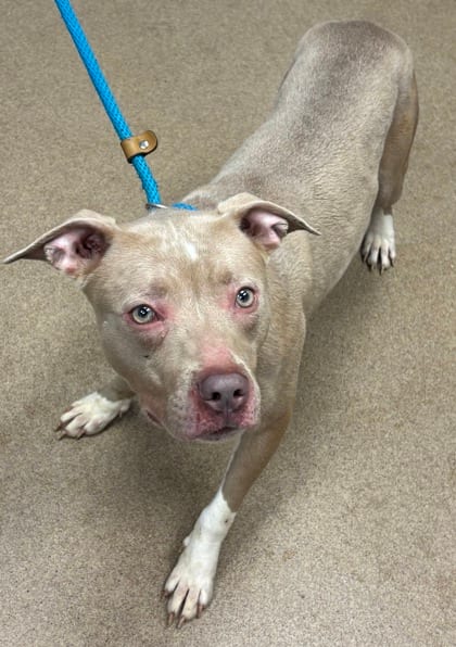 Photo of Maserati, adoptable dog in Chamblee, Georgia