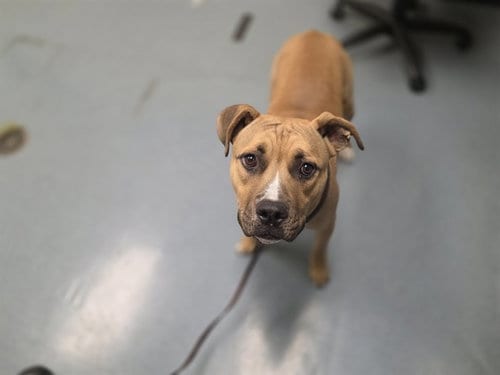Photo of Mono, adoptable Staffordshire Bull Terrier in Denver, Colorado