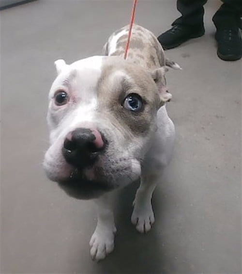 Photo of Brewster, adoptable American Pit Bull Terrier in Phoenix, Arizona