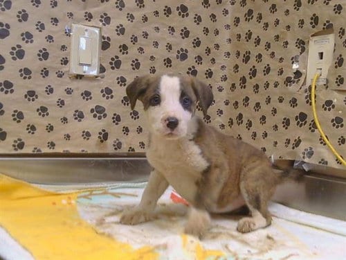 Photo of Janae, adoptable Pit Bull Terrier in Sacramento, California