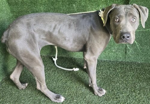 Photo of Silvermist, adoptable Cane Corso Mastiff in Lancaster, California