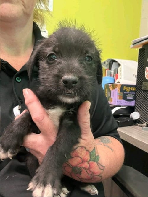 Photo of Nicky (NY-Sarah), adoptable Terrier in SHERBURNE, New York