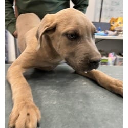 Photo of Smiley Smithers, adoptable Cane Corso in Chatsworth, California