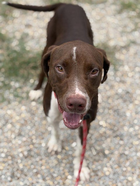 Photo of Jaeger, adoptable Labrador Retriever in Augusta, Georgia