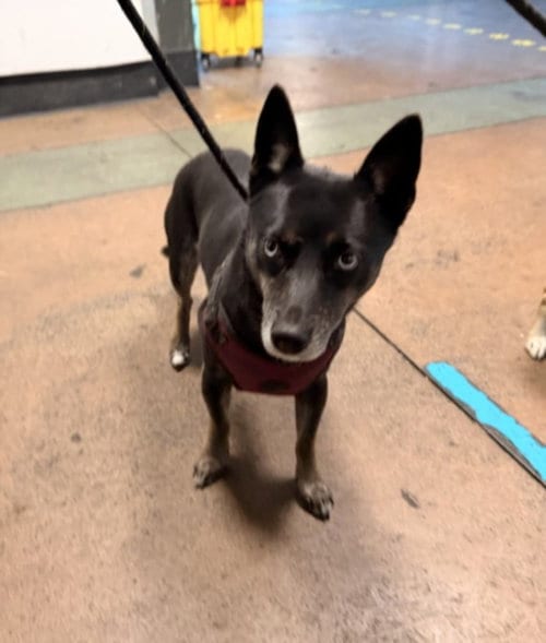 Photo of Thelma Yang, adoptable Chihuahua in Van Nuys, California