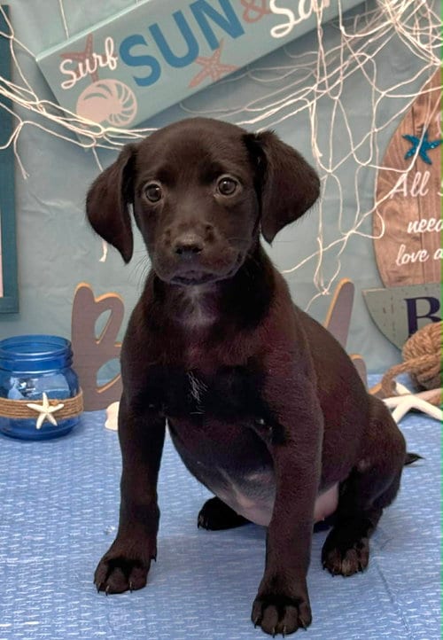 Photo of Kona (NY-Shari), adoptable Labrador Retriever in SHERBURNE, New York