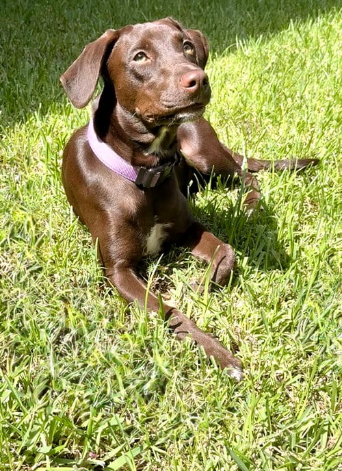 Photo of Savannah, adoptable Labrador Retriever in Fort Worth, Texas