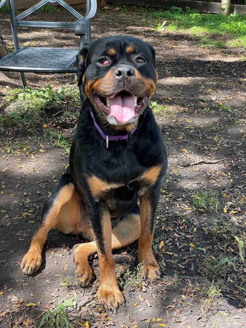 Photo of Ingrid, adoptable Rottweiler in Wauconda, Illinois