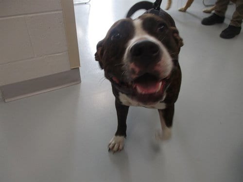Photo of Kitkat, adoptable American Pit Bull Terrier in Ocala, Florida