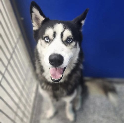Photo of A139314, adoptable Siberian Husky in Palmetto, Florida