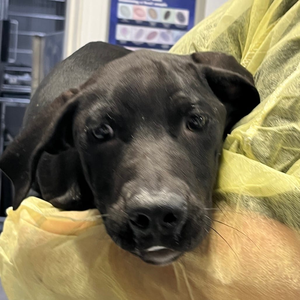 Photo of Lilly, adoptable Mixed Breed (Medium)