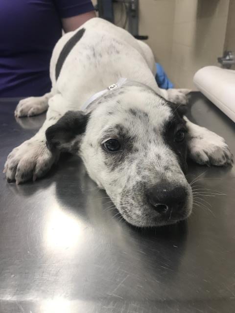 Photo of Ducky, adoptable Pit Bull Terrier in Conroe, Texas
