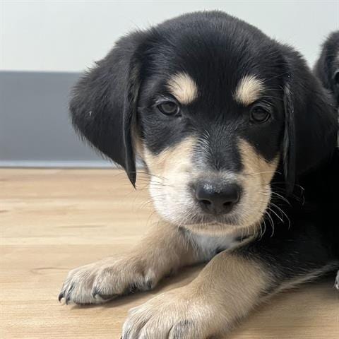Photo of Bruno, adoptable Golden Retriever in San Martin, California