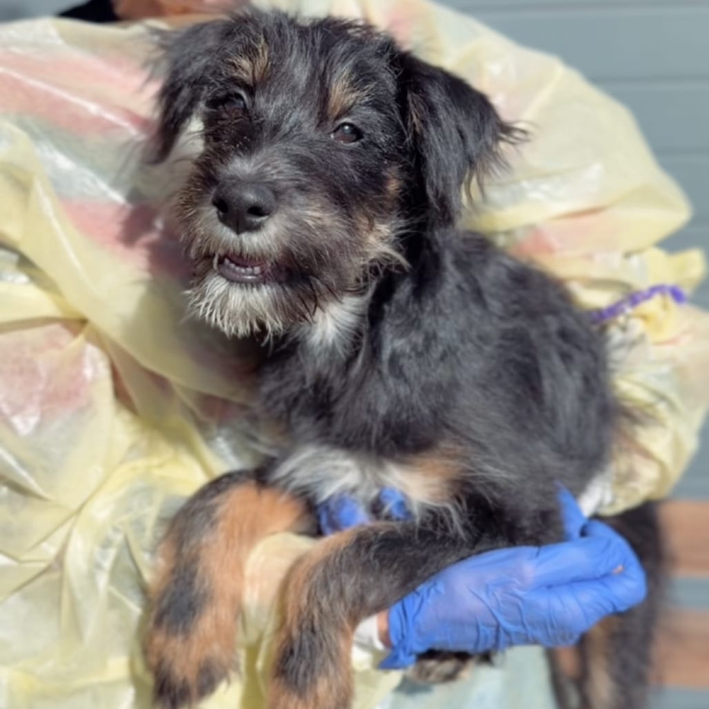 Photo of Benny A5804103, adoptable Terrier in Hayden, Idaho