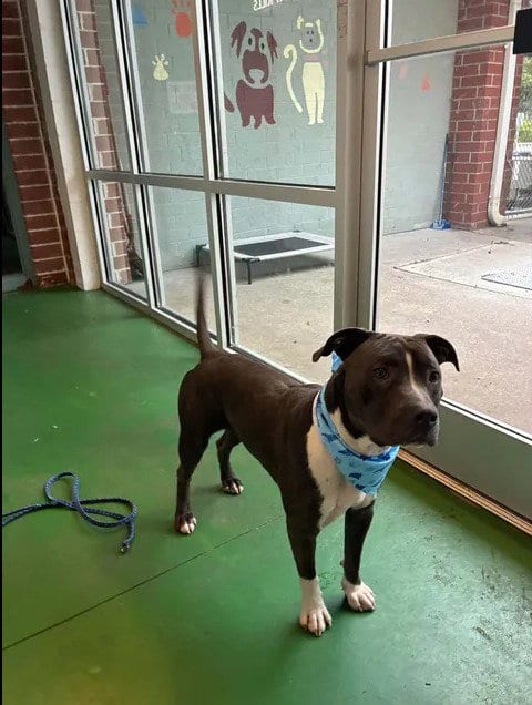 Photo of A525082, adoptable Pit Bull Terrier in Wilmington, North Carolina