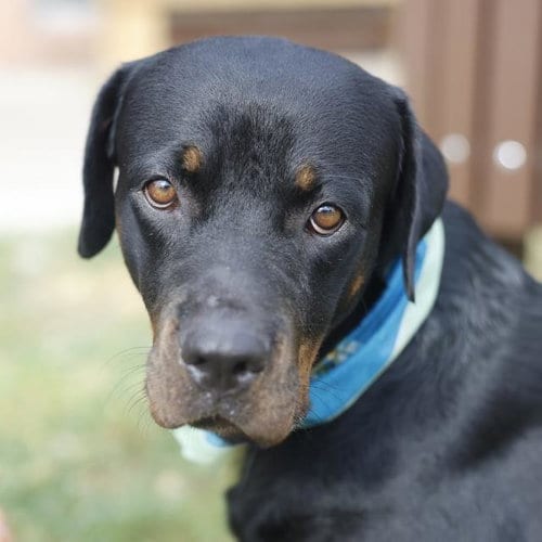 Photo of Bailey, adoptable Rottweiler in San Antonio, Texas