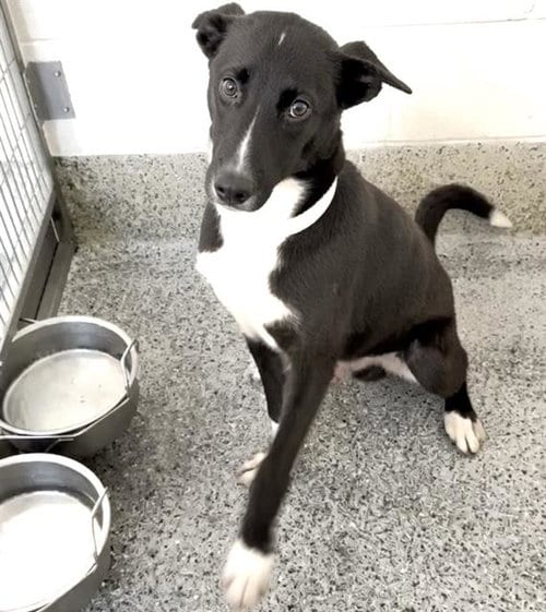 Photo of Wesley, adoptable Husky in Houston, Texas