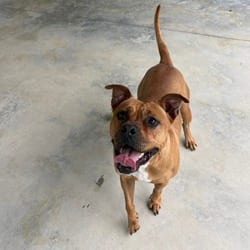 Photo of Ria, adoptable Boxer Mixed Breed (Large) in Columbus, North Carolina