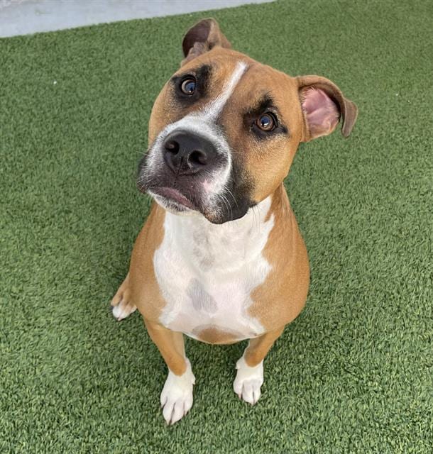 Photo of Champ, adoptable dog in Palmetto, Florida