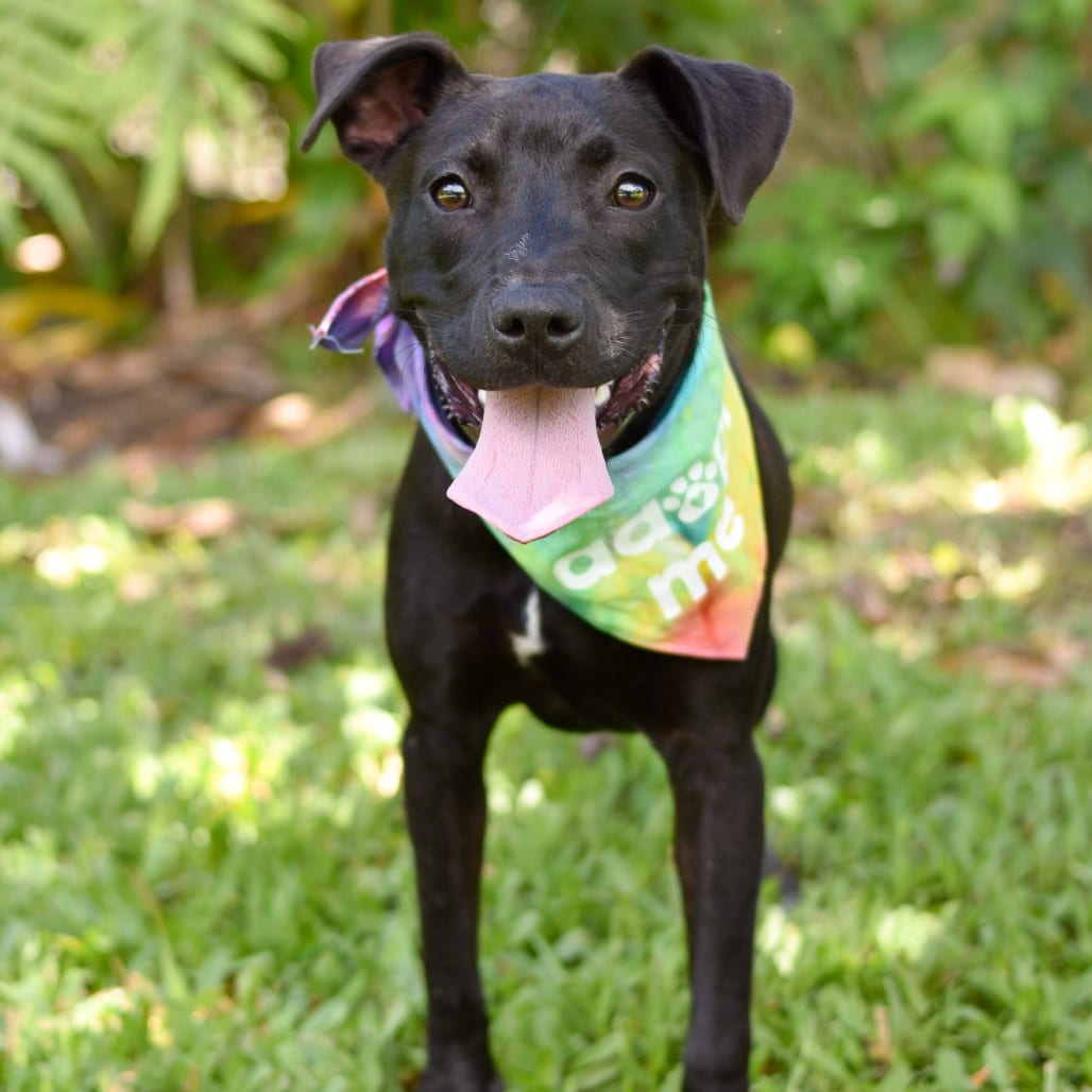 Photo of Magnolia, adoptable Mixed Breed (Medium)