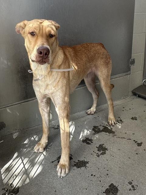 Photo of Kahlifah, adoptable German Shepherd Dog in Lancaster, California
