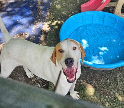 Photo of Linus, adoptable Coonhound in Tracy City, Tennessee