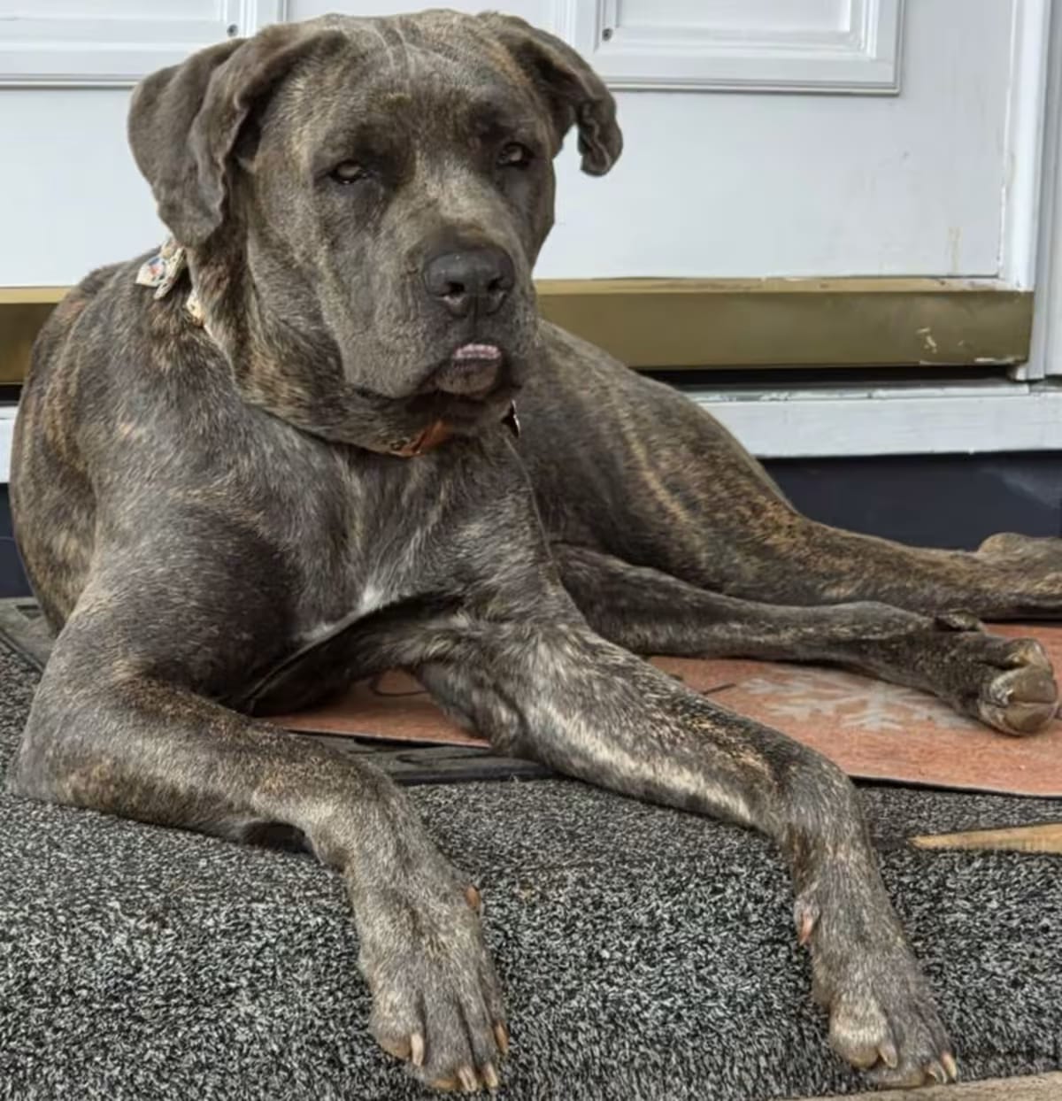 Photo of Aria, adoptable Cane Corso in Oswego, Illinois