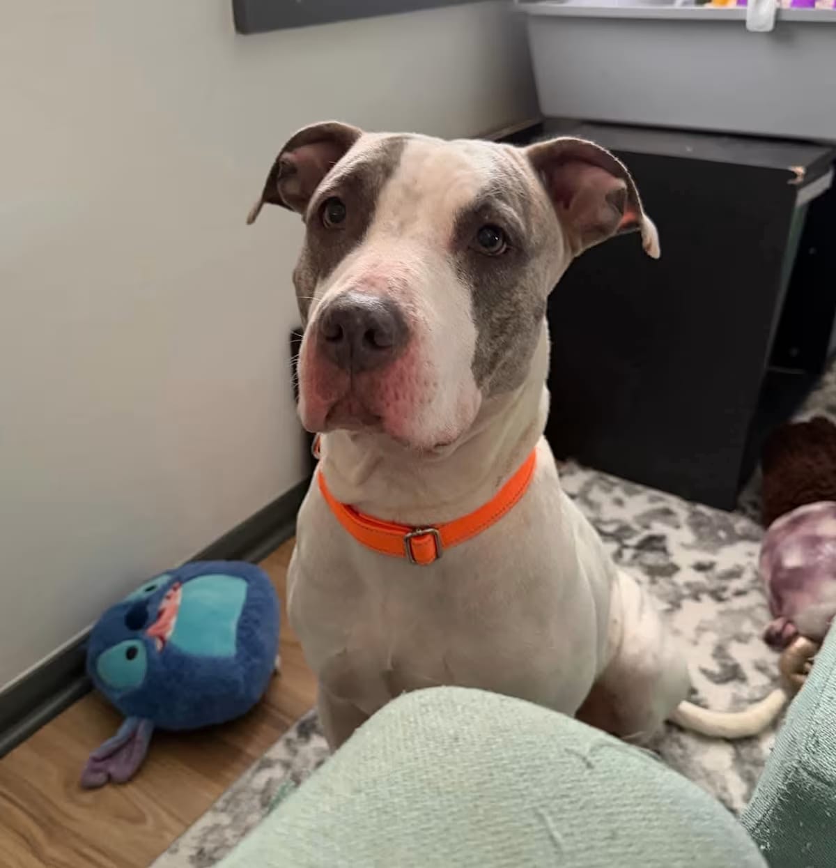 Photo of Stardust, adoptable Great Dane/Pit Bull Terrier in Plain City, Ohio