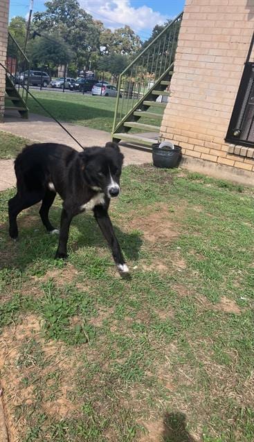 Photo of Keeper, adoptable Border Collie in Dallas, Texas