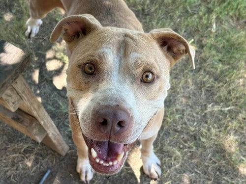 Photo of Carlos, adoptable Carolina Dog in Tulsa, Oklahoma