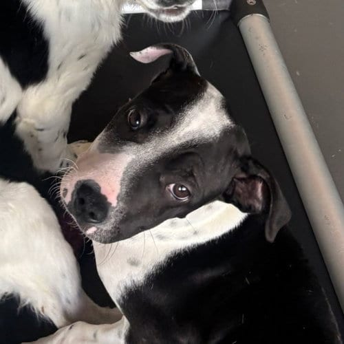 Photo of Almond, adoptable Unknown breed in Rancho Santa Fe, California