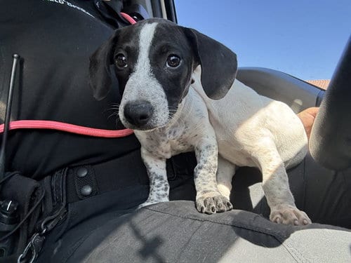 Photo of A5171449, adoptable German Shorthaired Pointer in Phoenix, Arizona