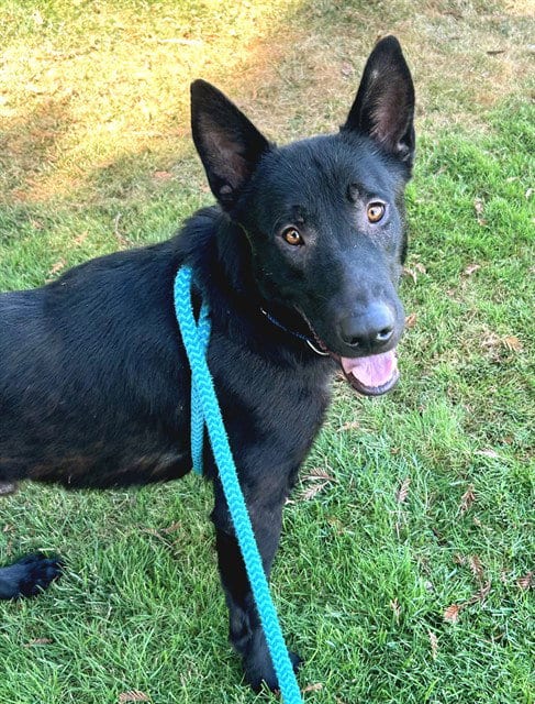 Photo of Bert, adoptable German Shepherd Dog in Sacramento, California