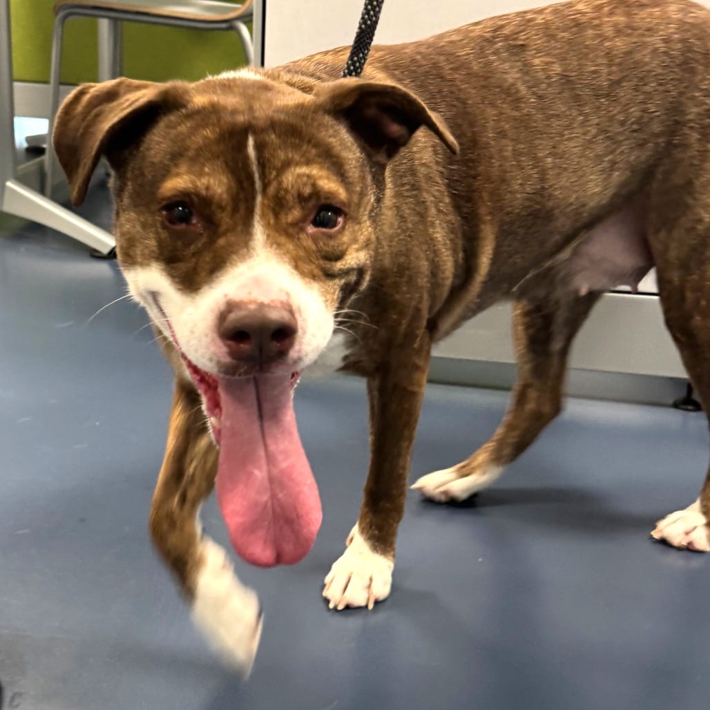 Photo of Lady Flora, adoptable Mixed Breed (Medium) in Greensboro, North Carolina