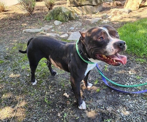 Photo of Lossy, adoptable Pit Bull Terrier in Martinez, California