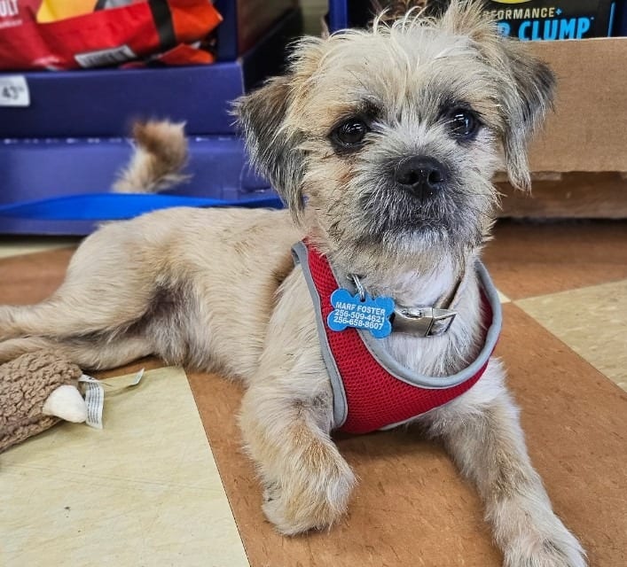 Photo of Brodie, adoptable Norfolk Terrier in Madison, Alabama
