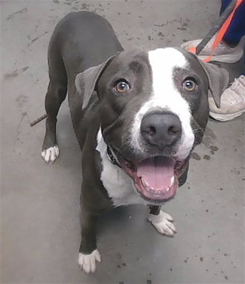 Photo of Gon, adoptable American Pit Bull Terrier in Phoenix, Arizona