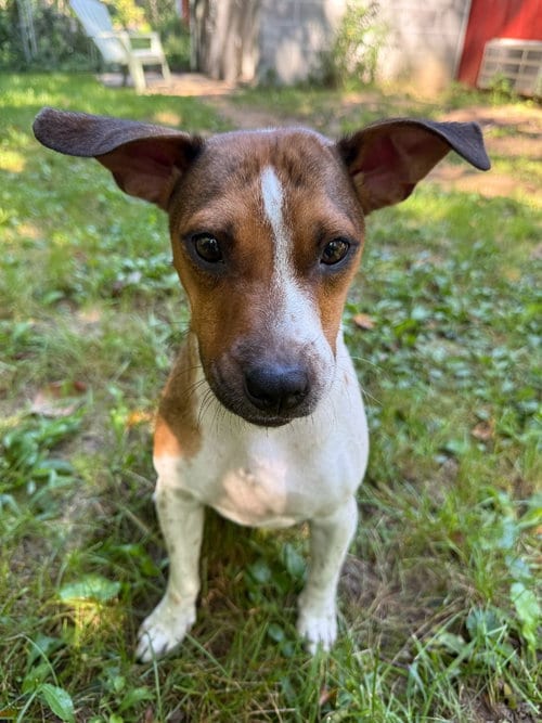 Photo of Skye-in foster home, adoptable Hound in South Bend, Indiana