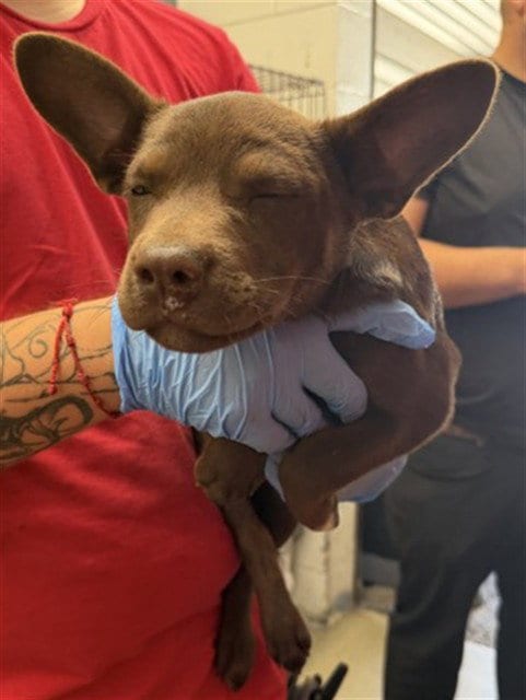 Photo of Lance, adoptable Cardigan Welsh Corgi in San Bernardino, California