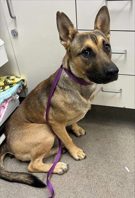 Photo of Corduroy, adoptable German Shepherd Dog in HESPERIA, California
