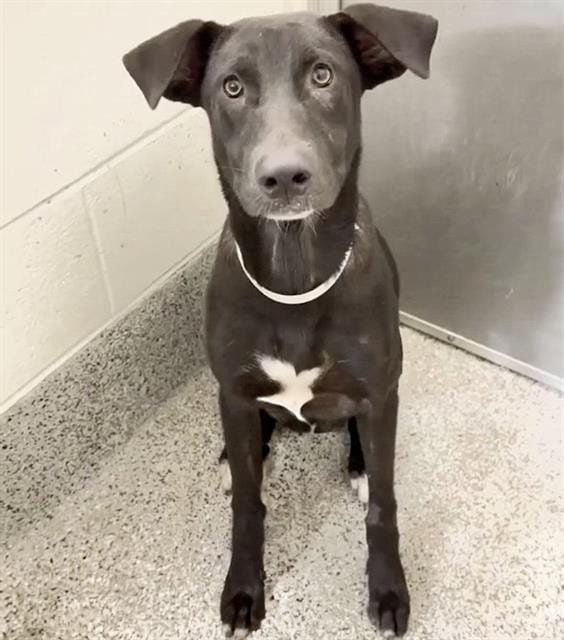Photo of Wednesday, adoptable Labrador Retriever in Houston, Texas
